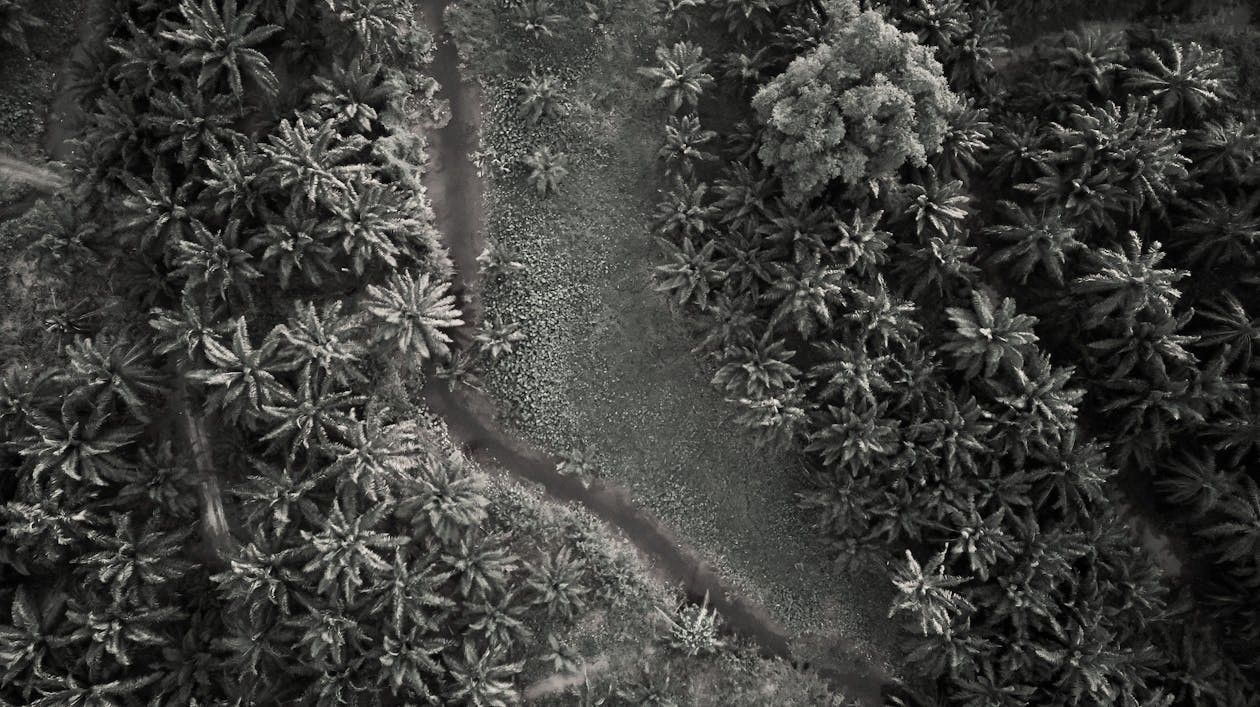 Plantation